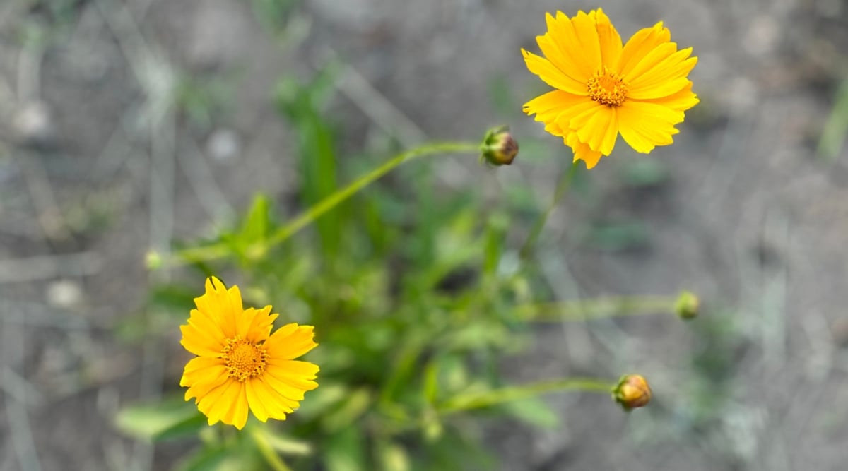 Top view, close-up of blooming Coreopsis flowers in a sunny garden. Flowers are medium sized, bright yellow. The daisy-like flowers have a prominent central disc surrounded by brightly colored petals that give them a striking appearance. The petals are flat and have a slightly serrated edge.