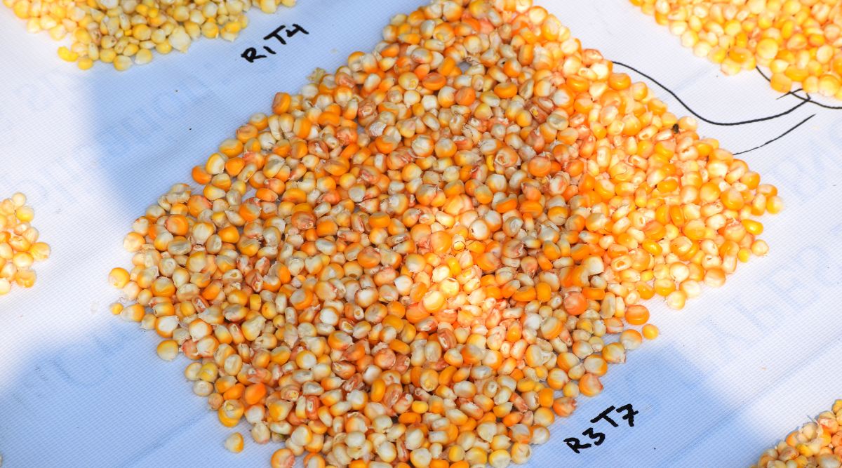 A close up of several samples of maize seeds arranged in squares on a white tarp. Each of the types is labeled with a code. This one is labeled R3T7. The sample above, of which only the edge is visible, is labeled R1T4. The goal of this study is to test the moisture content of various corn seeds in sun drying. A person's shadow is cast over the image.  