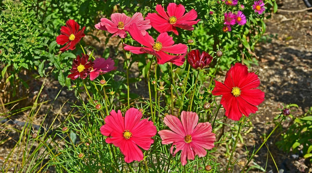 Close-up of blooming Cosmos bipinnatus flowers in a sunny garden. Cosmos bipinnatus is an annual flowering plant known for its delicate and feathery foliage. Plants have thin, upright stems and large, daisy-like flowers. The flowers have large deep red petals and small yellow centers. The leaves of Cosmos bipinnatus are fern-like and deeply cut, giving the plant an airy and graceful appearance.