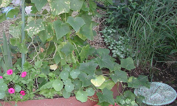 Cucumber companion plants