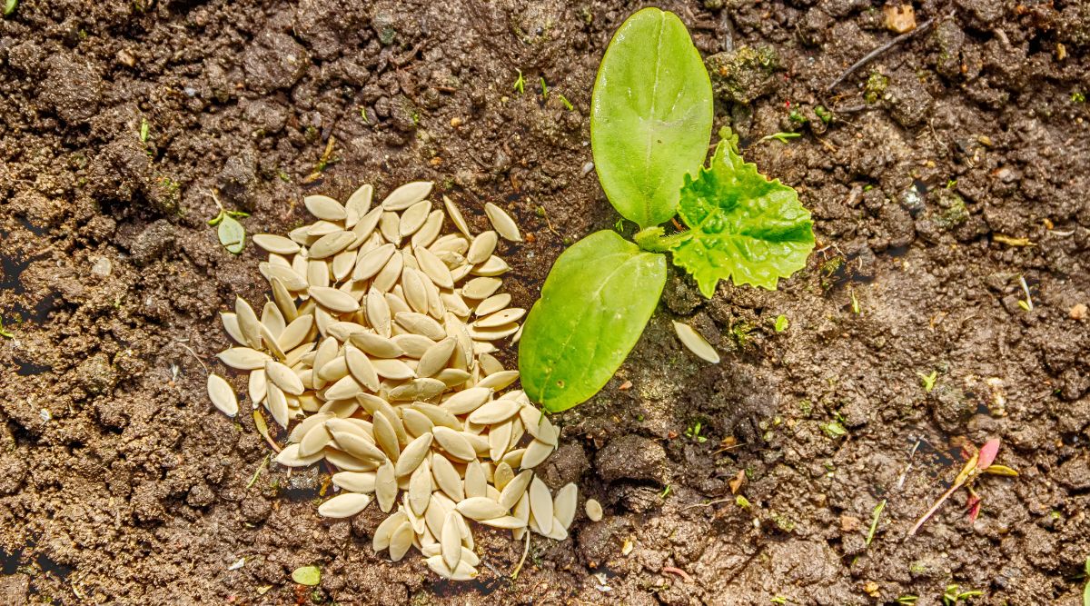 An overhead shot of a pile of cucumber seeds to the left of a healthy cucumber sprout in garden soil. The soil is light brown, and lightly littered with sprouts. The sprout has one true leaf and two cotyledons. 