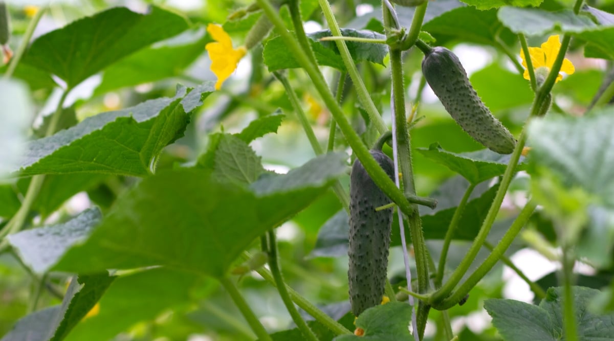 Close-up of ripening cucumber fruits in the garden. Cucumber plants are characterized by spreading vines with large green leaves. The leaves are heart-shaped and have a rough texture. They are arranged alternately along the vine and create a lush backdrop for the plant. Cucumbers produce cylindrical fruits, covered with slightly bumpy dark green skin.