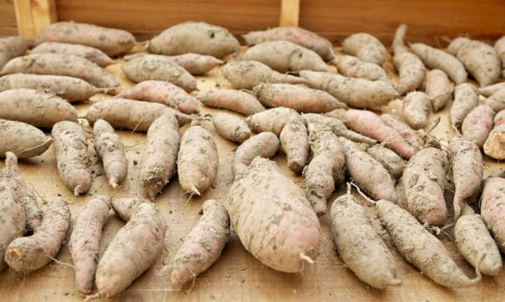 Curing sweet potatoes