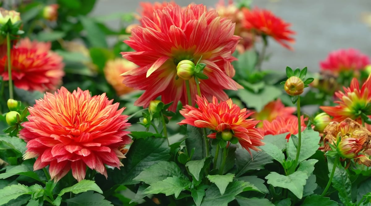 Close-up of Dahlia flowering plants in a sunny garden. The flowers are large, lush, consist of many layers of double variegated red-yellow petals. Dahlia leaves are lush and green, with a pinnate or bipinnate arrangement. They are serrated at the edges.
