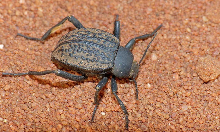 Darkling beetle Tenebrionidae spp.