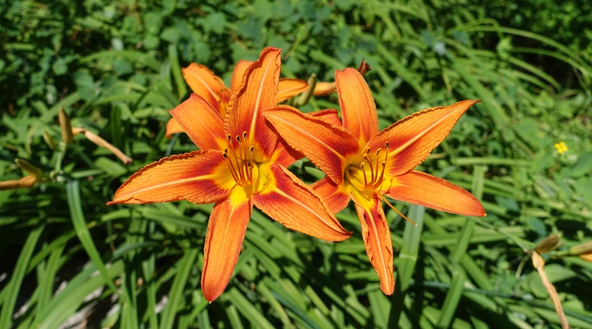 Close-up of flowering Daylilies plants in a sunny garden. Daylilies are herbaceous perennial plants that are known for their beautiful and diverse flowers. They have clumpy foliage with long, curved leaves that emerge from a central crown. Daylily flowers are tubular, bright orange, with slightly pointed tips on the petals.