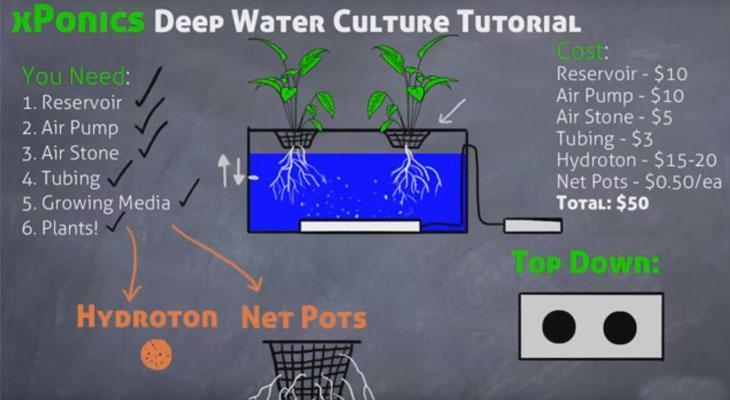 How a Deep Water Culture (DWC) system works.