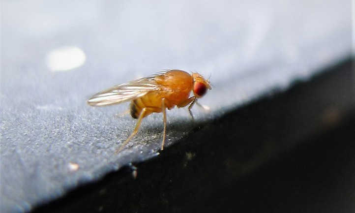 Drosophila spp. Fruit Fly