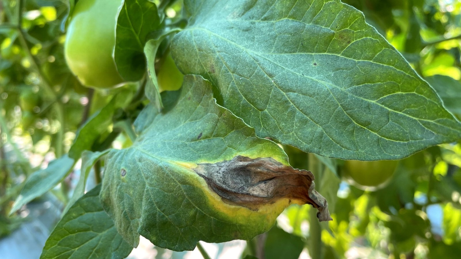Early Blight in Tomatoes
