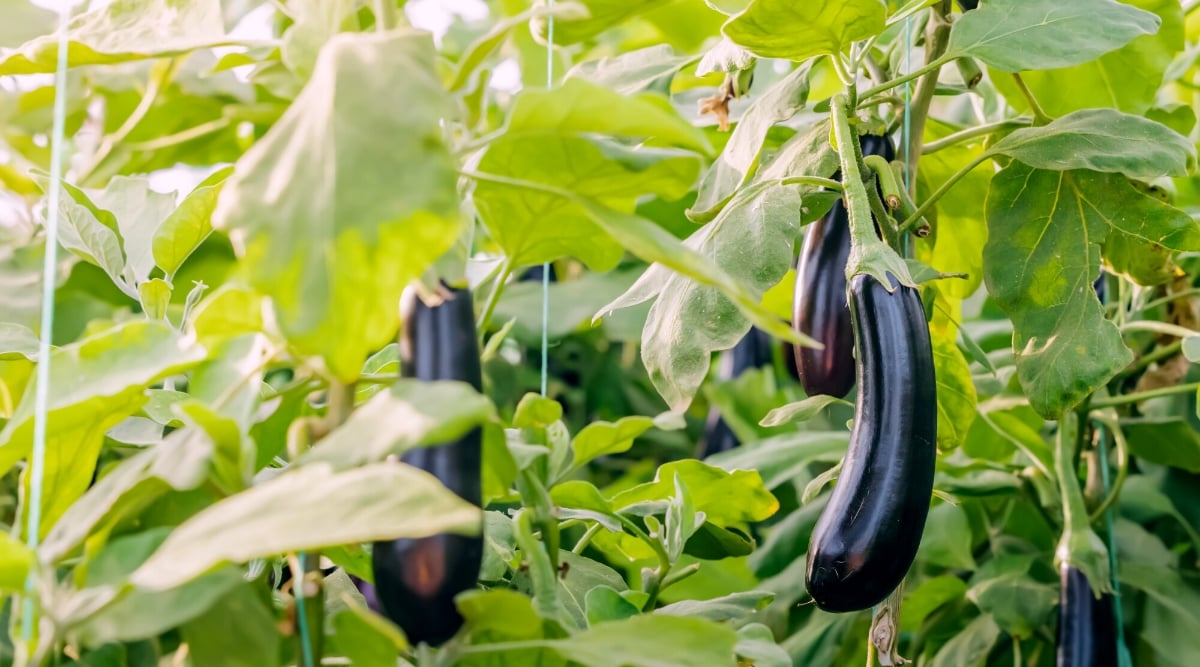 Close-up of growing eggplants in a sunny garden. Eggplants have wide elongated leaves of rich green color. The leaves are smooth and shiny and grow alternately along strong stems. Eggplant fruits are large, oblong, with a smooth and shiny dark purple skin.