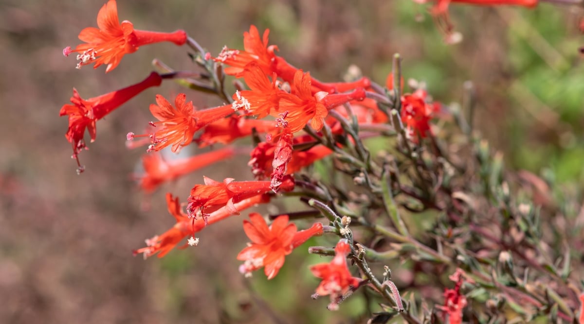 Close-up of a flowering Epilobium canum plant in a garden. It has narrow, lance-shaped leaves that are grayish-green and often have a slightly fuzzy texture. The plant produces tubular red-orange flowers that are profuse and showy, attracting hummingbirds and butterflies.