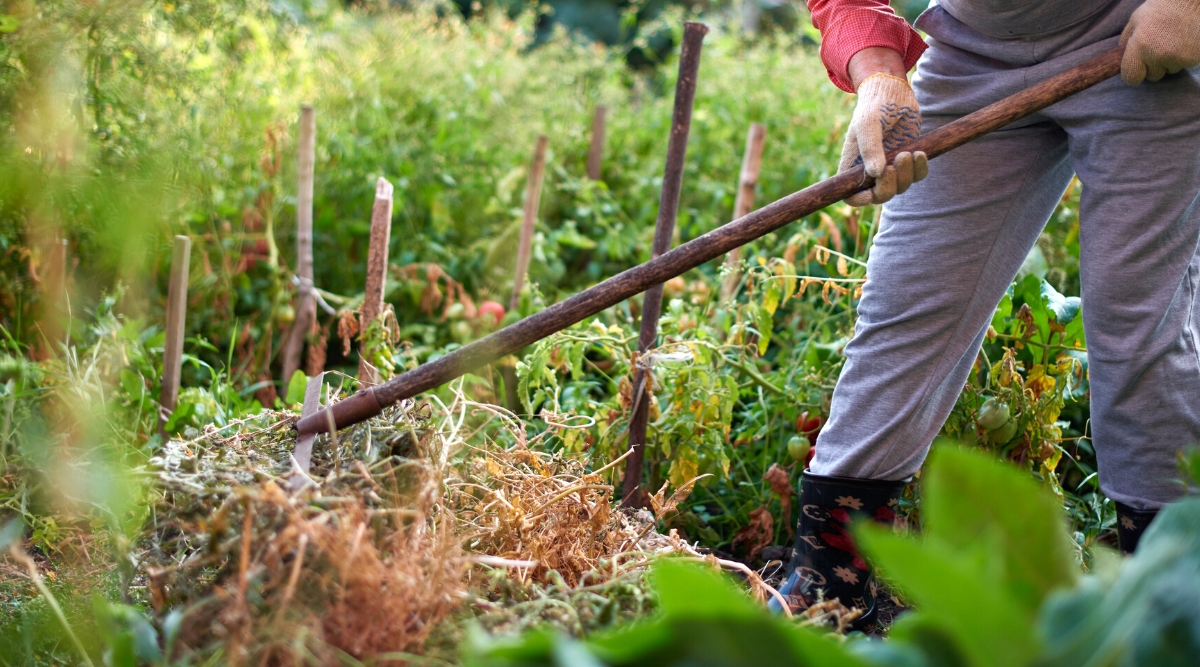 Cleaning plant debris in the garden near the rows of tomatoes. Close-up of a gardener with a large rake raking dry plant debris into one pile. The gardener is dressed in gray trousers, a red shirt and high ribbed boots. Rows of tomatoes grow in the background.