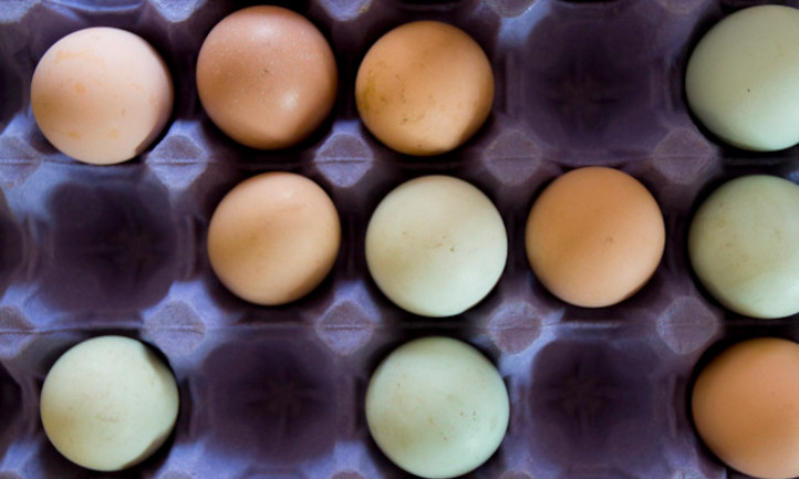 Farm fresh eggs to preserve