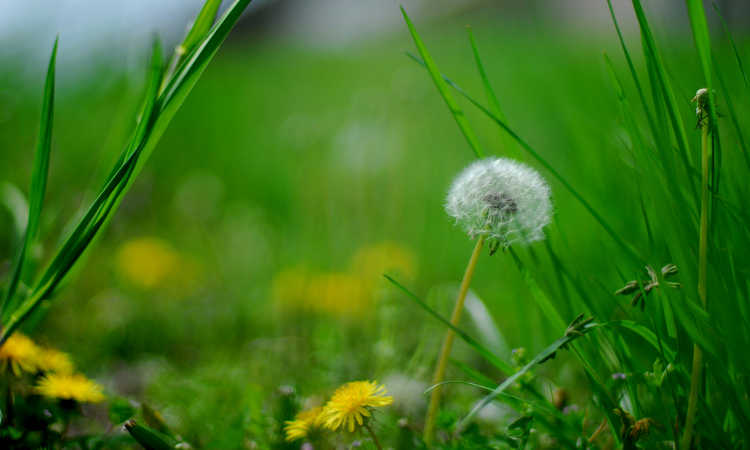 Best Dandelion Killer: 8 Options To Demolish Weeds