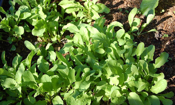 Growing Arugula: Salad Success Is In Your Grasp