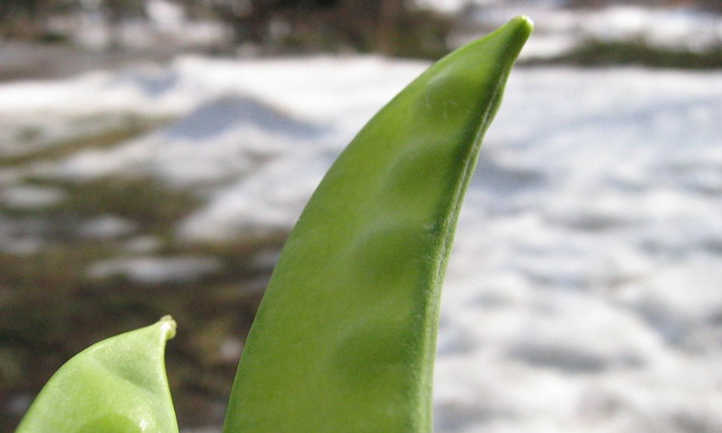 Growing Snow Peas