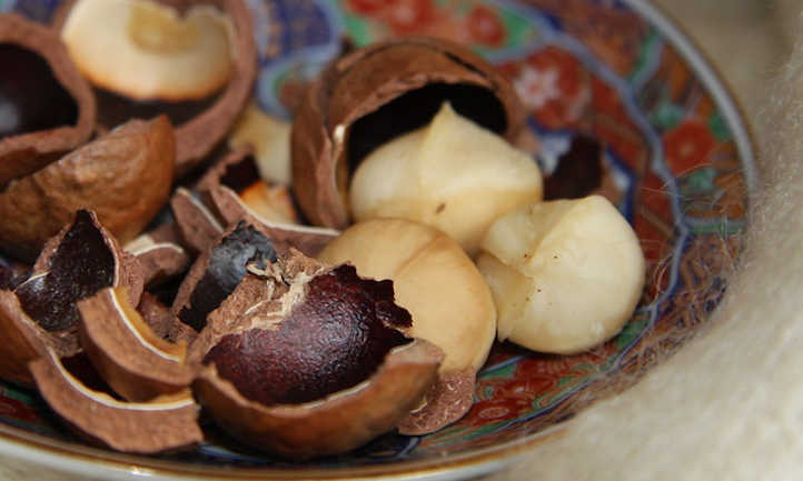 Macadamia nut tree