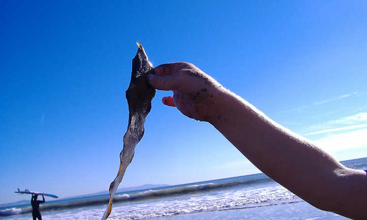 Seaweed fertilizer