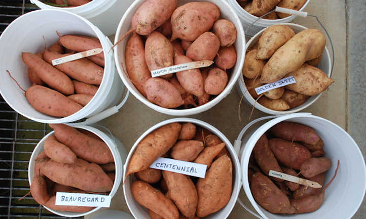 Sweet potato varieties