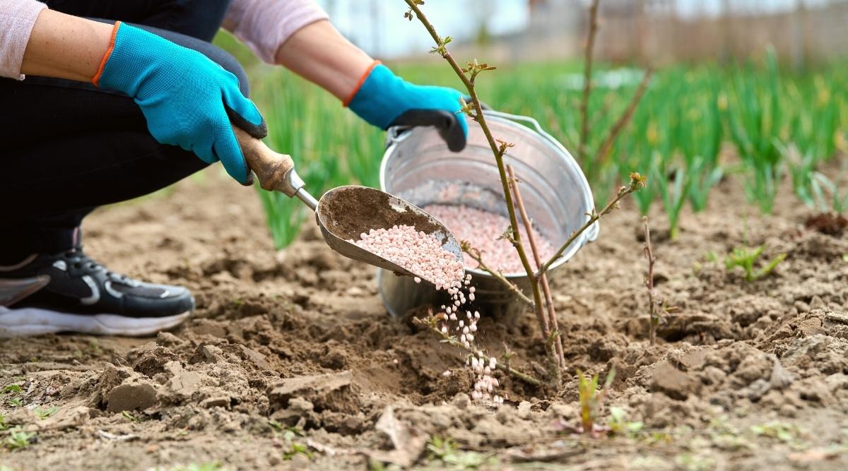 Close-up of a gardener feeding a young blackberry bush in the garden with granular fertilizer. The blackberry plant has two upright stems with tiny young light green shoots. The gardener is dressed in blue gloves: black sneakers and black trousers, and pours fertilizer from a large iron bucket with an iron spatula.