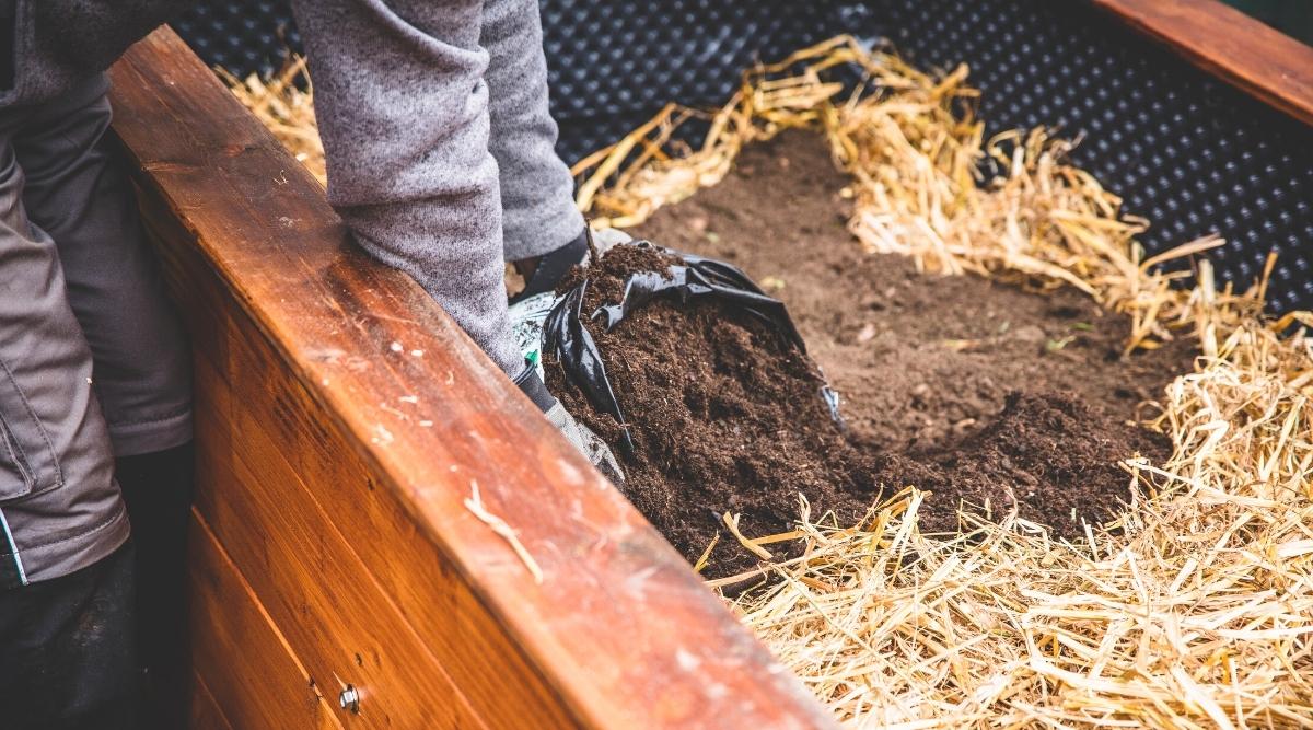 A man covers straw with a layer of soil in a raised bed. The raised bed is filled with a thick layer of straw. A man pours special organic soil from a black bag for raised beds. The raised bed is high and wooden.