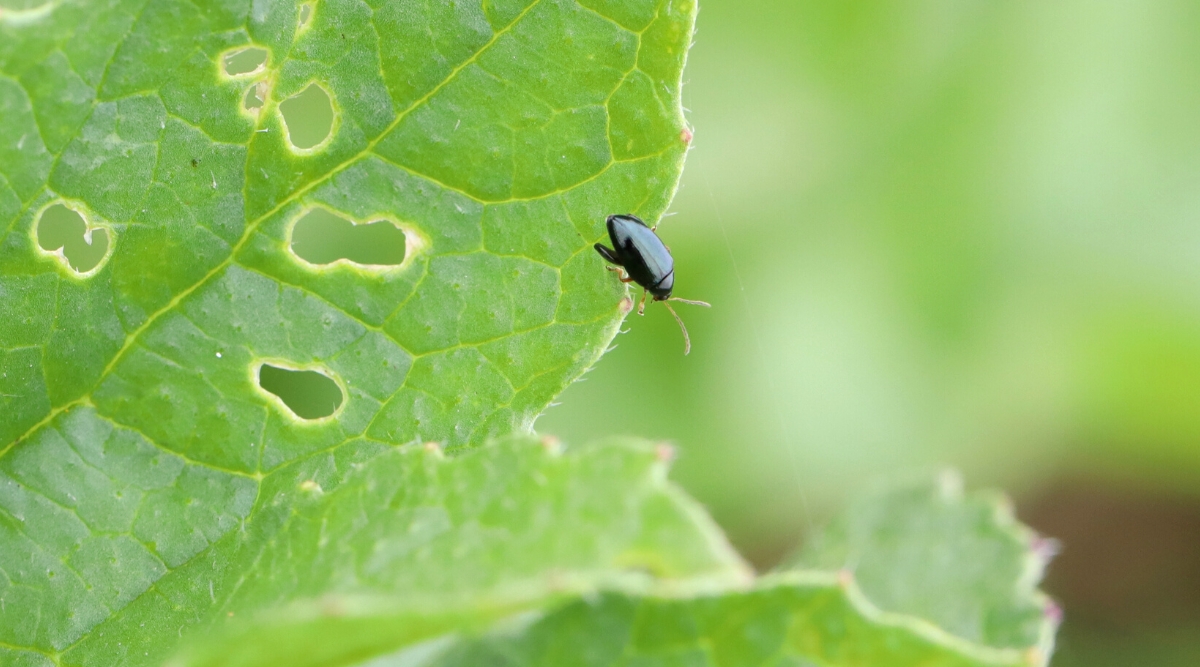 Close-up of a flea beetle on a green leaf, against a blurred green background. The flea beetle is a tiny, shiny black insect. The leaf has irregular holes damaged by flea beetle.