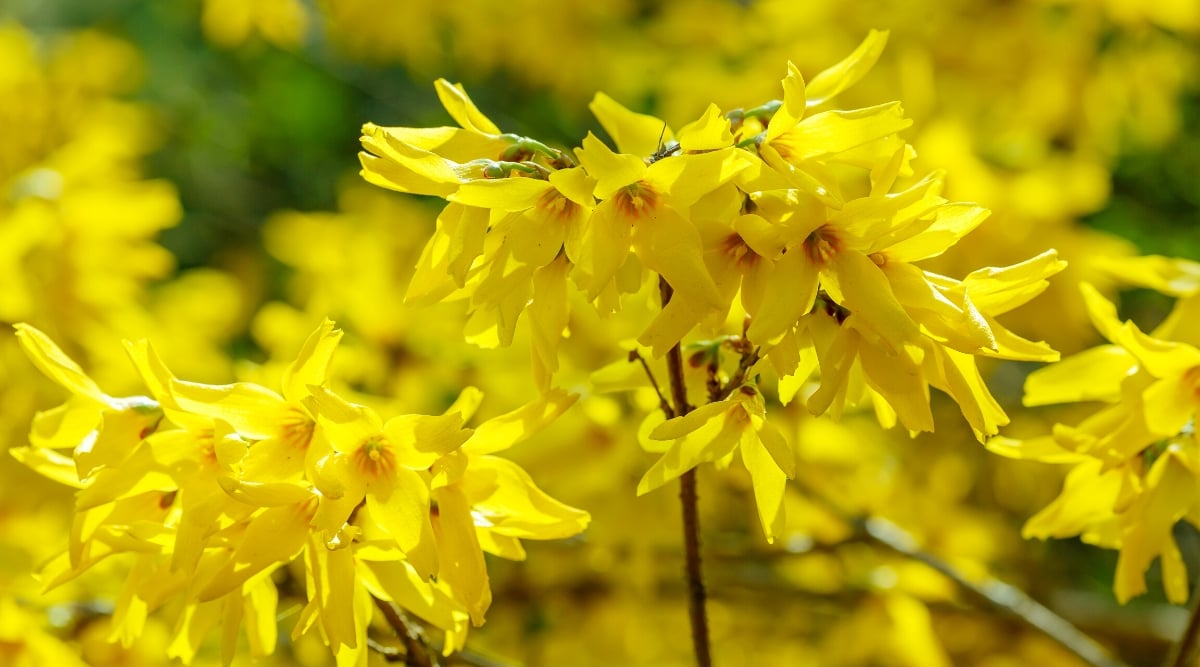 Close-up of flowering plants in a sunny garden. Forsythia flowers are small, tubular, bell-shaped with four petals. Flowers grow in clusters along bare branches, creating a stunning burst of color.