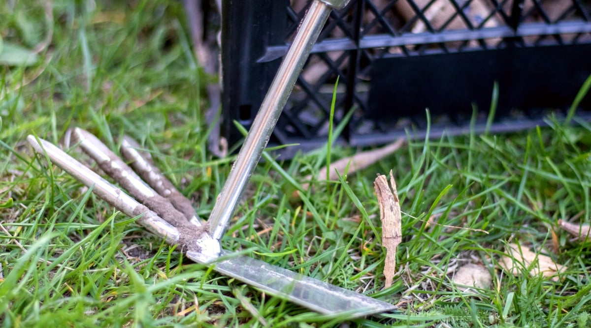 Close-up of the Garden tool rake chopper on the green grass in the garden, against the background of a black plastic box. rake chopper metal, consists of a long handle attached to a wide flat metal blade with sharp edges. The blade has rake teeth. The overall appearance is that of a hybrid between a rake and a chopping tool