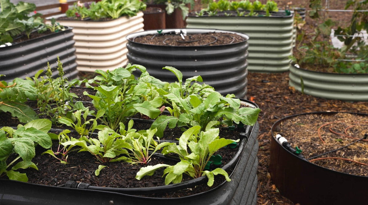 A close-up of a metal raised bed in a garden against a blurred background of many metal raised beds of various shapes. Plants such as beetroot, arugula and basil grow on a raised bed. Raised beds are high, metallic, black, white and pale green.