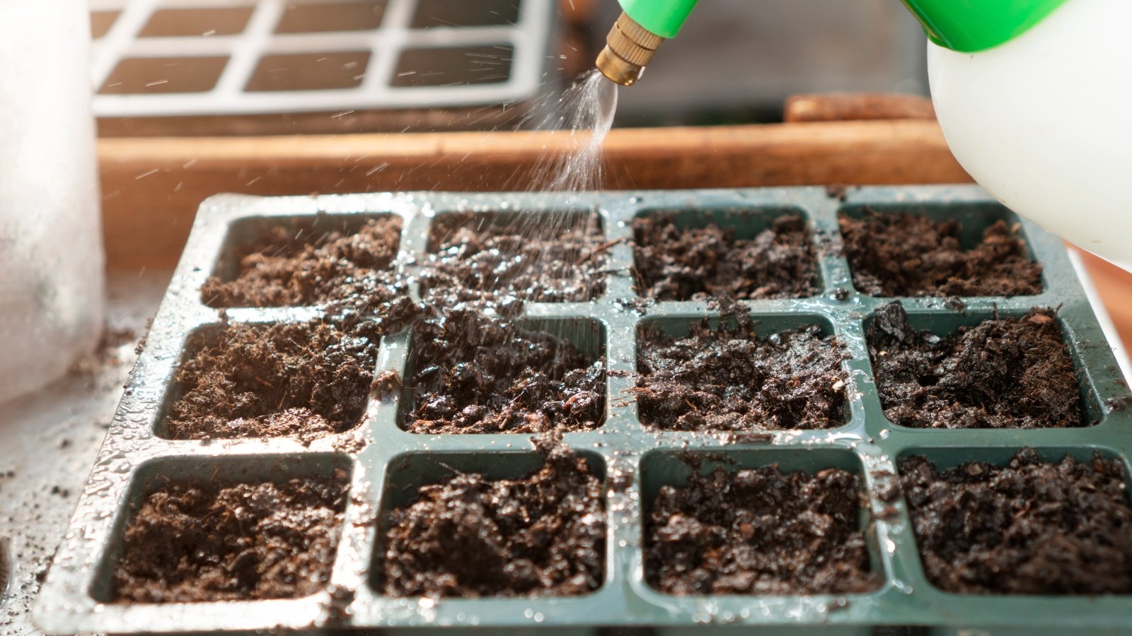 Gardener making mistake of overwatering seed trays during seeding season