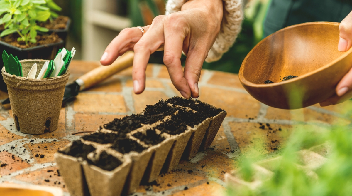 Gardener planting seeds on top of a small garden carton. She is planting into an egg carton and pulling soil seed mix from a bowl. Nearby is another small set of containers with tabs used for marking each seed.
