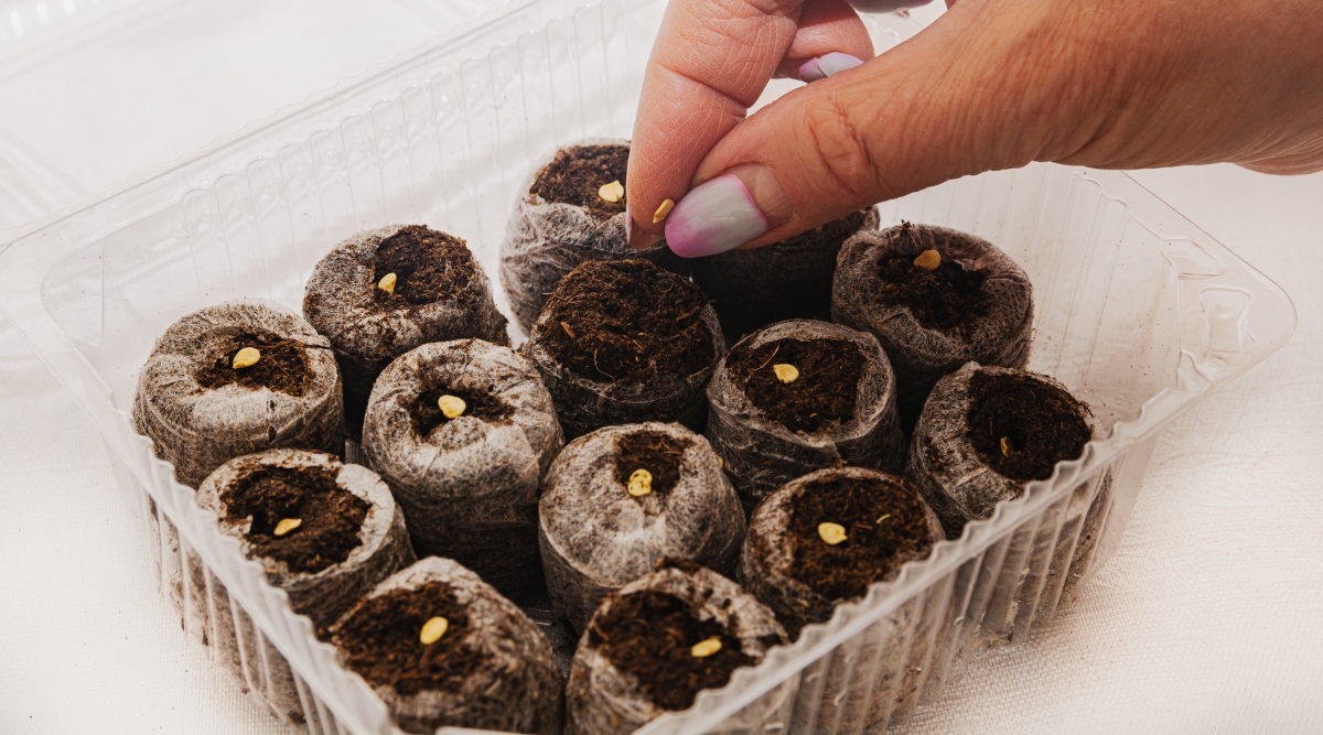 Gardener seeding seeds in small plastic tray. There are several different small seed containers with seeds resting atop the dense soil. All of the small seed containers are contained in one larger plastic tray.