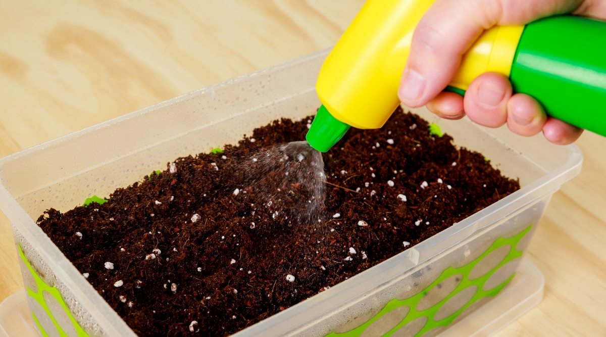 Gardener using a green plastic bottle to water seed starting mix in a plastic container.