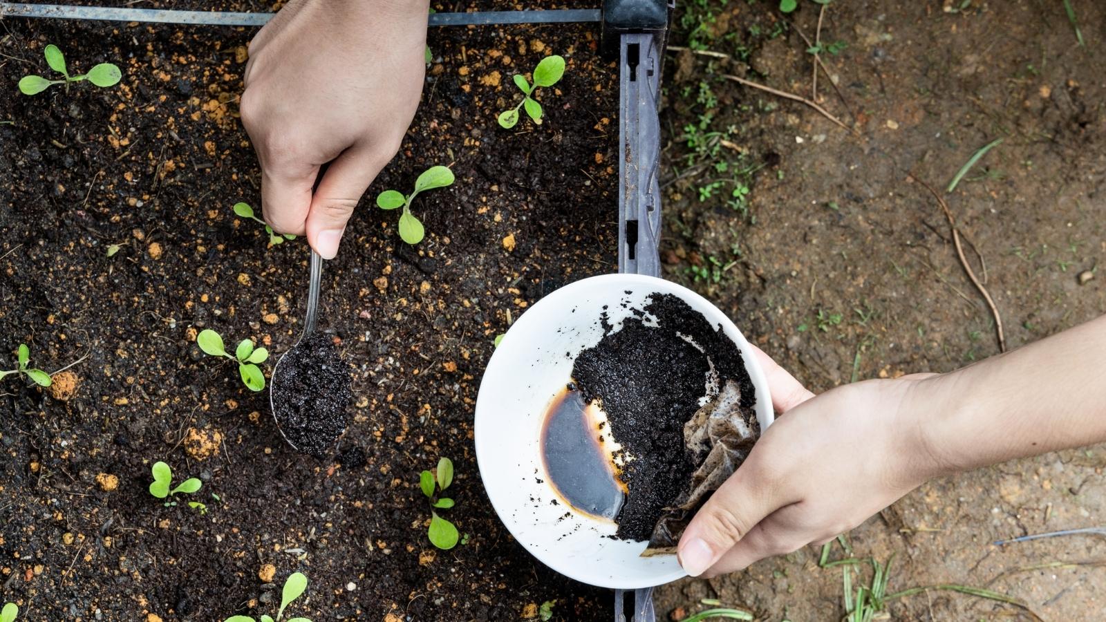 Gardener using spent coffee grounds as fertilizer in the garden