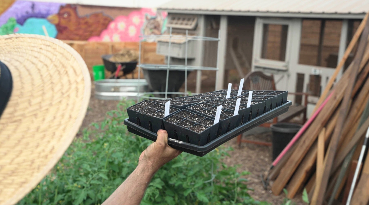 Gardener holding seed trays with plants inside them in his hand with labels on each of the seed trays.