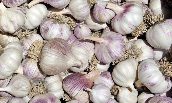 Garlic companion plants