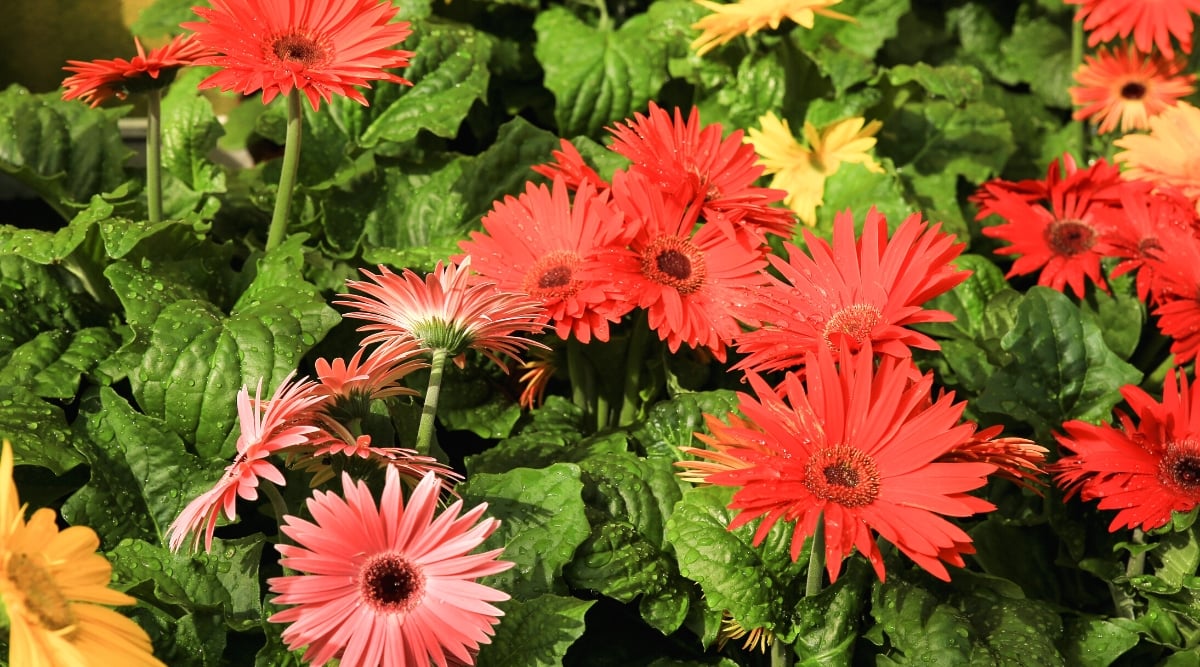 Close-up of flowering Gerbera Daisy plants in a sunny garden. The flowers are large, similar to daisies, bright red and yellow. The flower heads consist of several rows of ray-shaped florets surrounding a central disc of tiny tubular florets. Ray inflorescences are double. The leaves are soft, deeply lobed, dark green in color and have a slightly glossy texture.