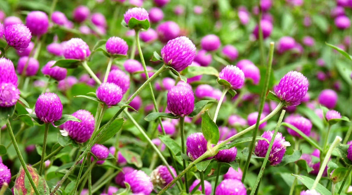 Close-up of flowering Gomphrena plants against a blurred flowering background. The gomphrena plant has erect branching stems covered with lanceolate leaves. The leaves are green and alternate along the stem, forming dense foliage. The flowers are small spherical inflorescences, purple in color, have a papery texture.