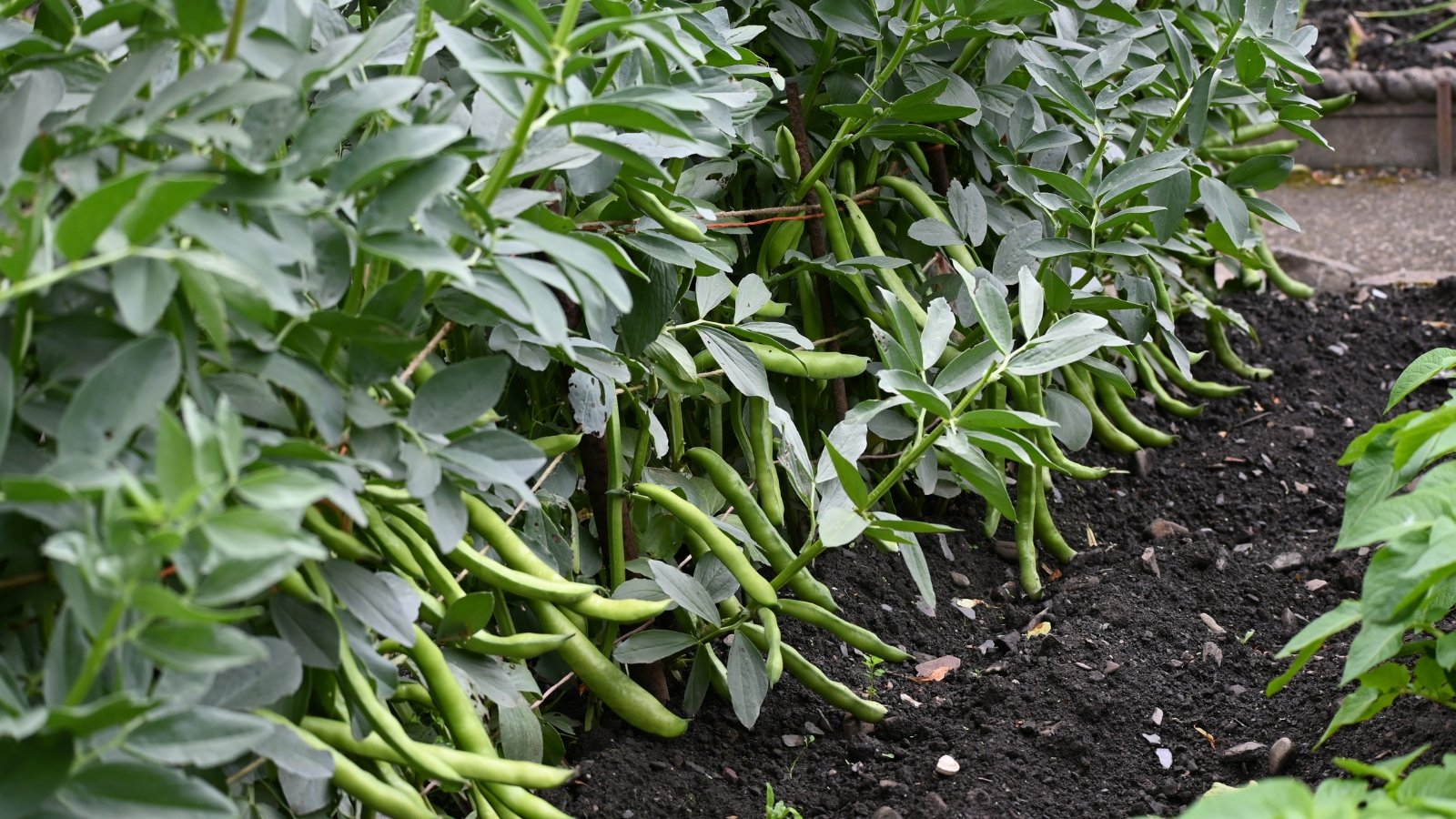 Green beans growing off a bush in the garden with dark and moist soil