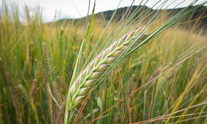 Green unripe barley