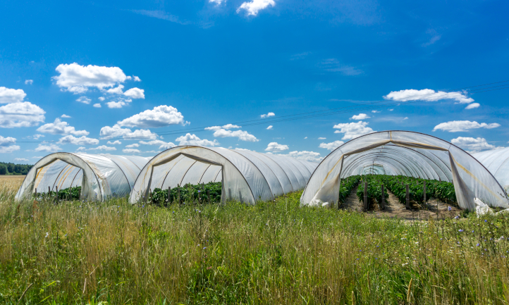 Greenhouse plastic covers on frames in field