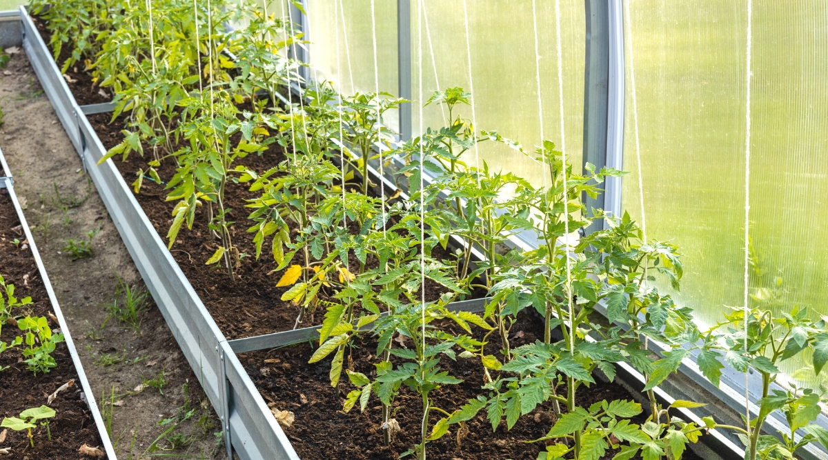 Close-up of young tomato plants growing in a greenhouse on a raised bed. Each plant is tied with a white rope to the ceiling for vertical growth. The tomato plant has an upright pale green stem and pinnately compound leaves, with bright green oval leaflets with serrated edges.