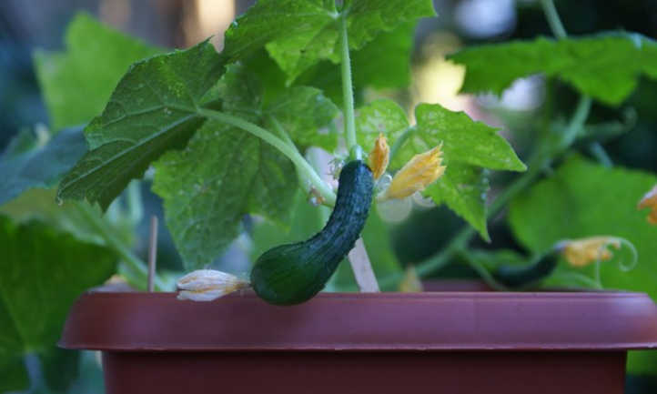 Growing cucumber in a pot