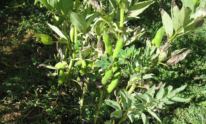 Growing fava beans
