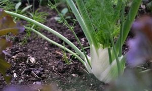 Growing fennel