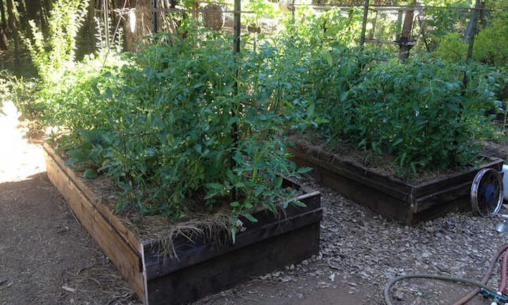 Growing Tomatoes In Raised Beds: Getting Started