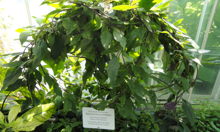 Gynura procumbens mature plant