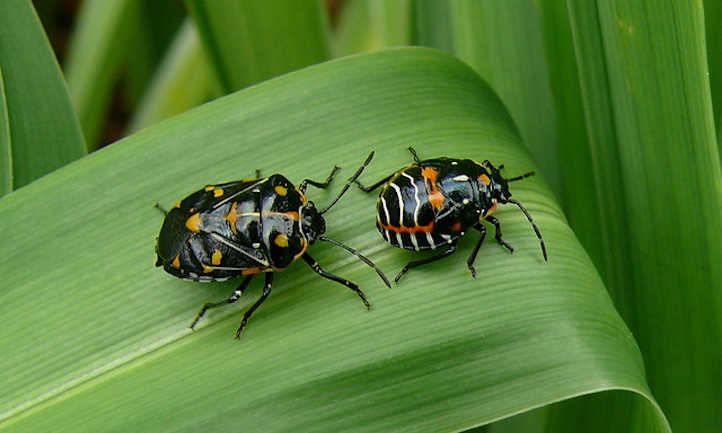 Harlequin bug nymph and adult