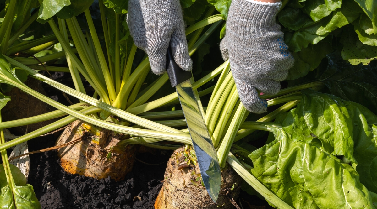 Close-up of a gardener's hands in gray gloves cutting leaves with a Harvest knife in a sunny garden. Harvest knife has a black handle and a long gray blade. The turnip plant has long, thick stems with large, wide, oblong, glossy green leaves with a wrinkled structure.