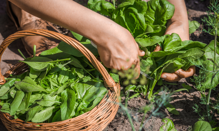 Harvesting spinach leaves